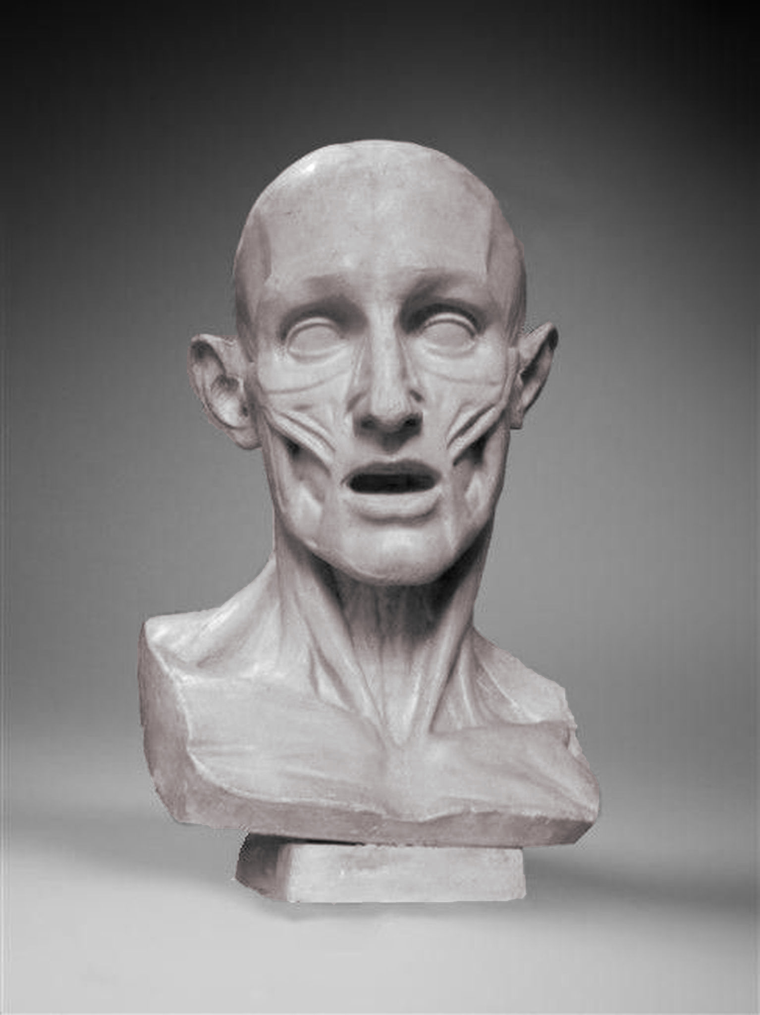 Buste d’un Écorché d’après Jean-Antoine Houdon